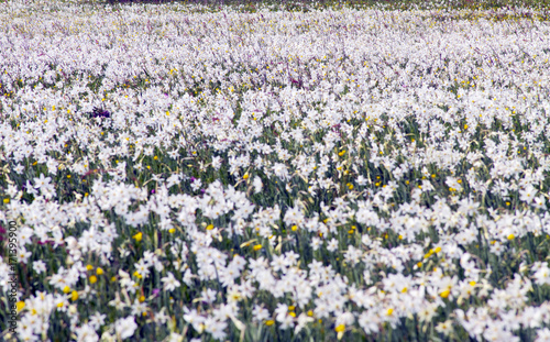 Fototapeta Naklejka Na Ścianę i Meble -  Valley of daffodils, Hust