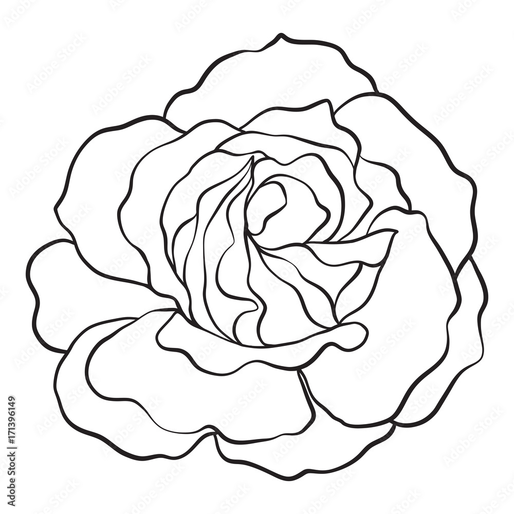 Isolated rose. Outline drawing. Stock vector illustration.