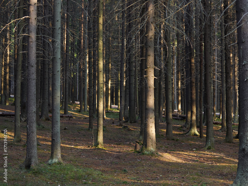 Fototapeta premium spruce forest in the spring