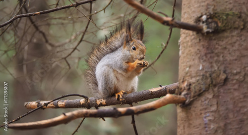 squirrel in the park © enskanto