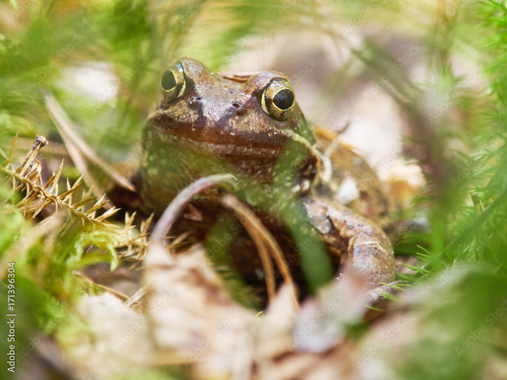 Fototapeta premium frog in the forest