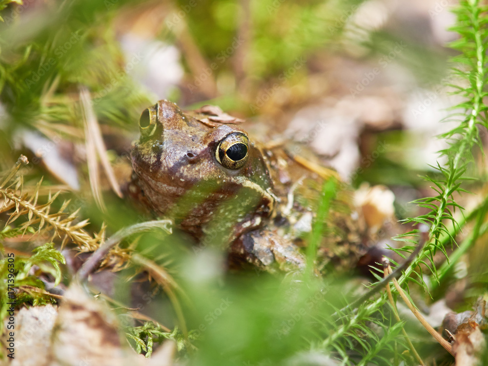 Fototapeta premium frog in the forest