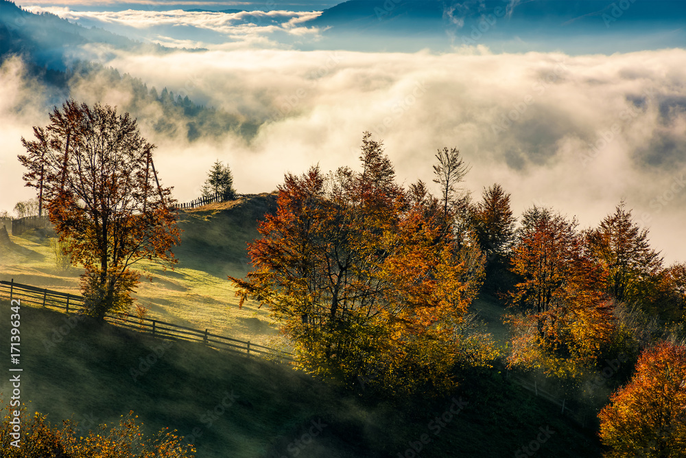 Fototapeta premium orchard with reddish foliage behind the fence on hillside in autumn mountains. gorgeous countryside with rising fog in valley