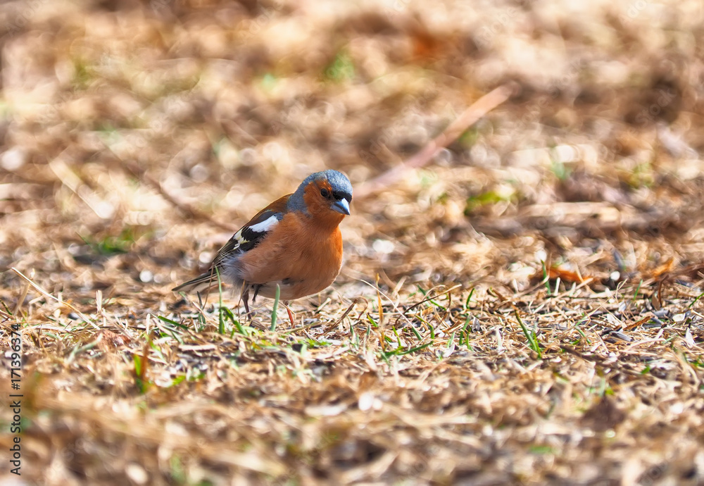 finch in the forest finch in the forest