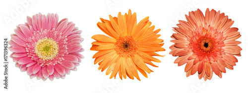 collection gerbera isolated on white background. © Saichol