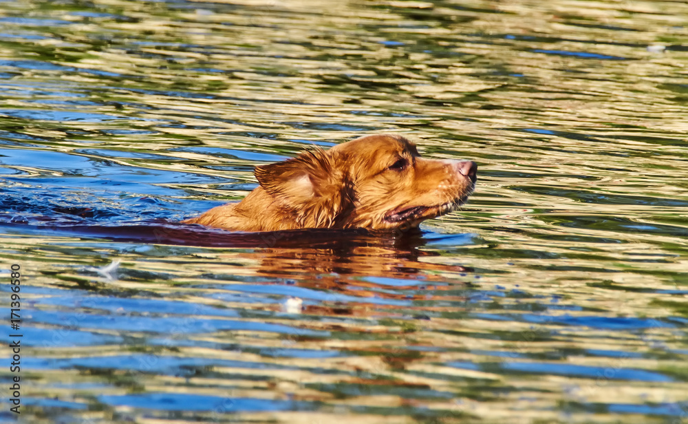 red dog swimming in the river