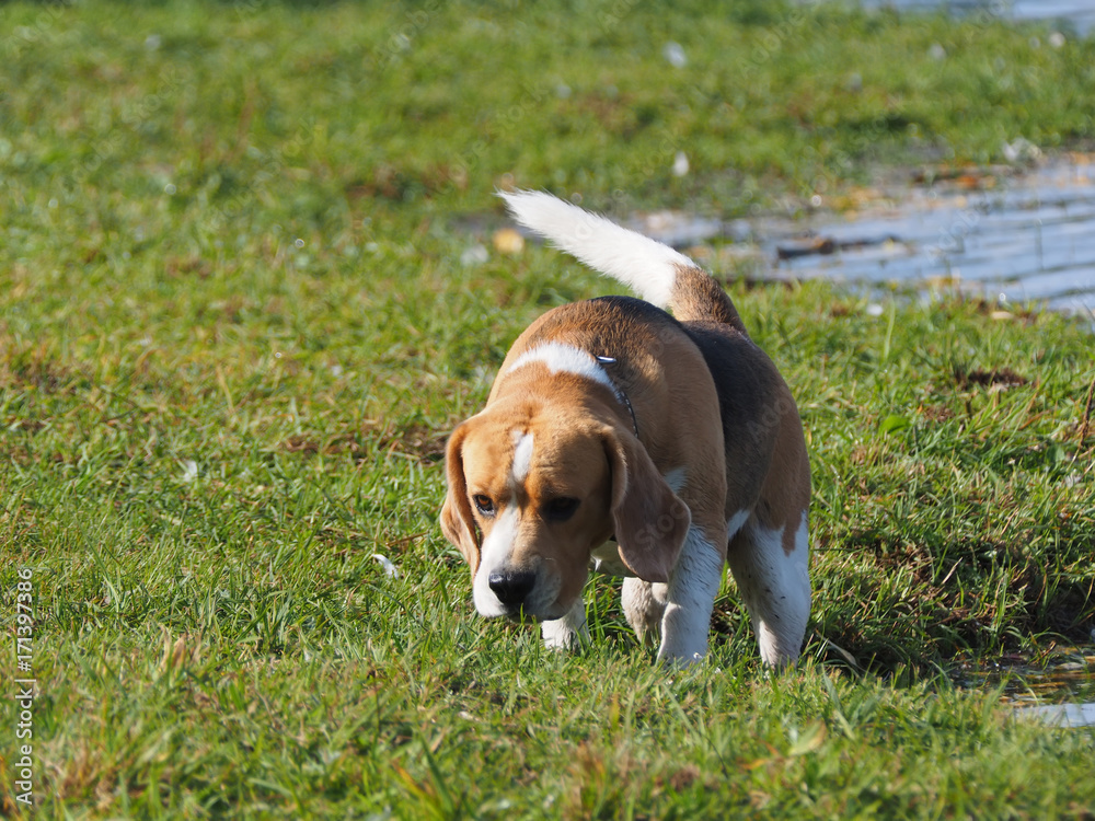 dog on the river