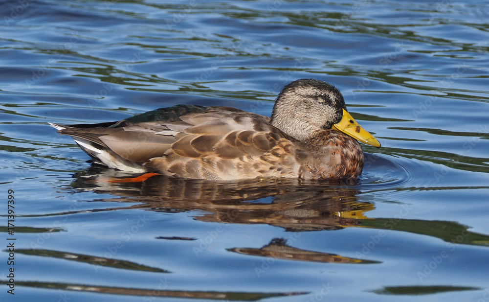 duck on the river bank