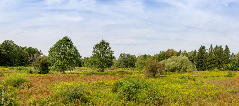 Panoramic photograph of a early autumn meadow.