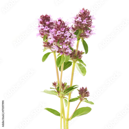 flowers of thyme on a white background