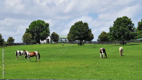 Ocala Horses #2