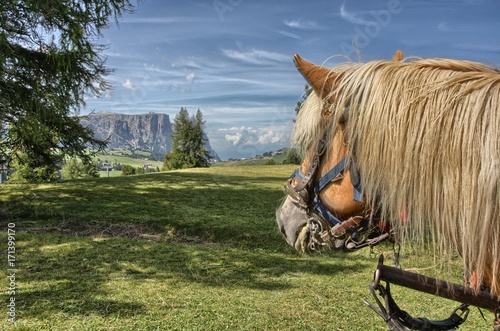Cavallo sull'Alpe di Siusi photo