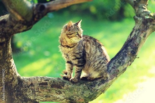 Fototapeta Naklejka Na Ścianę i Meble -  Cute cat sits on a branch of a tree in a garden