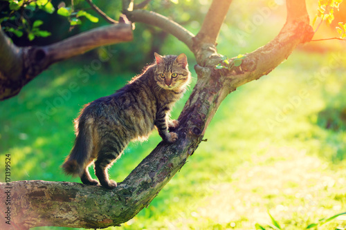 Cute cat sits on a branch of a tree in a garden