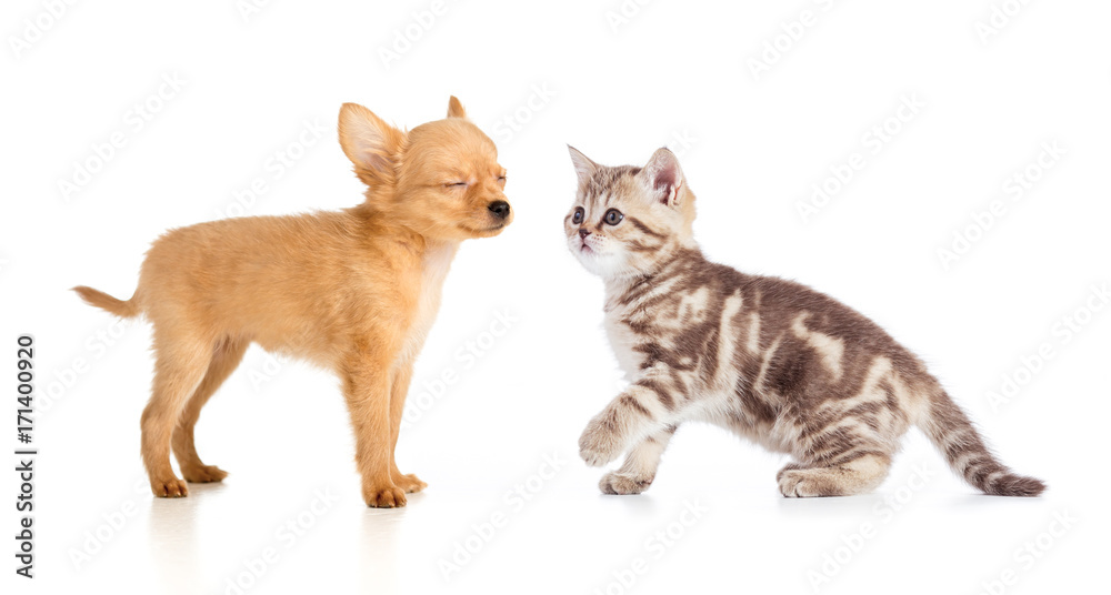 puppy and young cat isolated on white