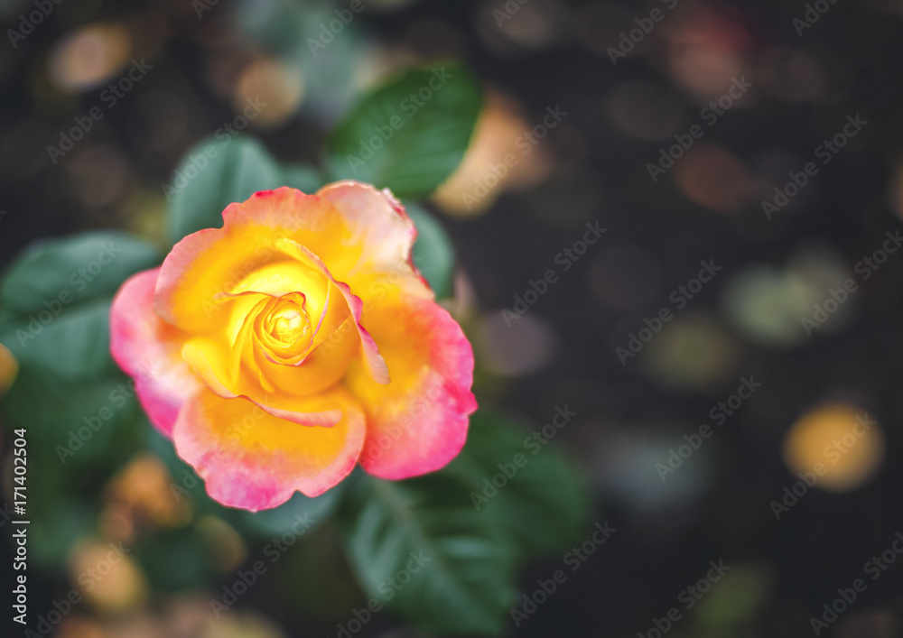 Beautiful rose in the garden, image with retro toning Beautiful rose in the garden, image with retro toning