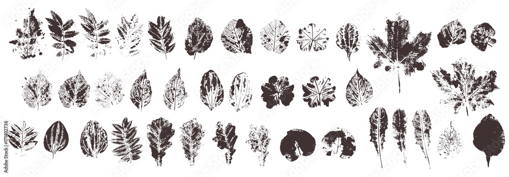 Obraz premium Zestaw z ręcznie robionymi liśćmi pieczęci. Obiekty na białym tle. Czarno-białe plamy liści. Monochromatyczna artystyczna kolekcja kwiatów. Cześć szczegółowa tekstura lasowi liście