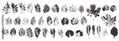 Set with hand made ink stamp leaves. Objects isolated on white. Black and white leaf blots. Monochrome artistic floral collection. Hi detailed texture of forest leaves