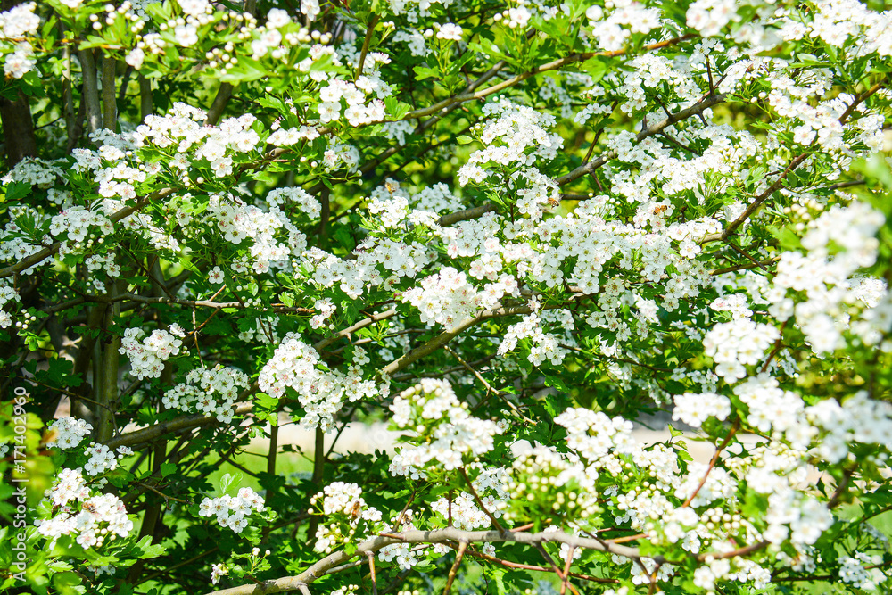 Obraz premium background leaves