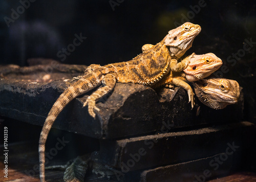 detail shot of lizards in zoo.