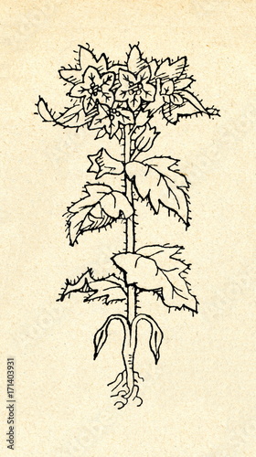 Fényképezés Henbane (Hyoscyamus niger)
