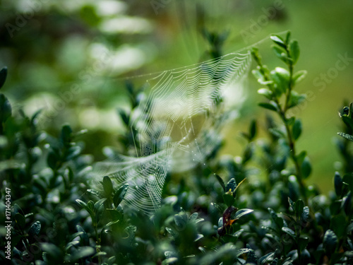 Spinnennetz im Altweibersommer