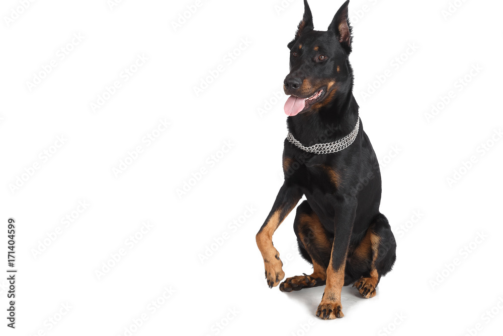 Beauceron dog sitting down, french shepherd Beauceron dog sitting down, french shepherd