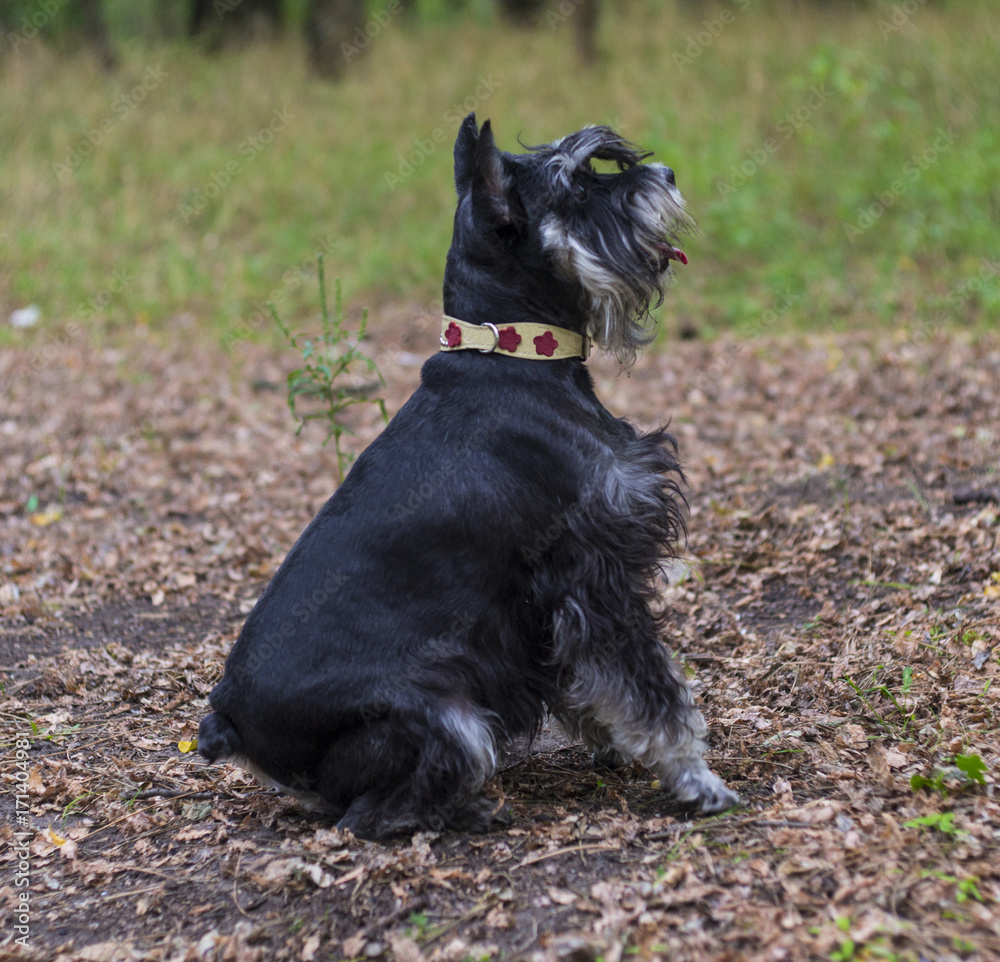 Miniature Schnauzer dog. Portrait of a young miniature schnauzer on lawn