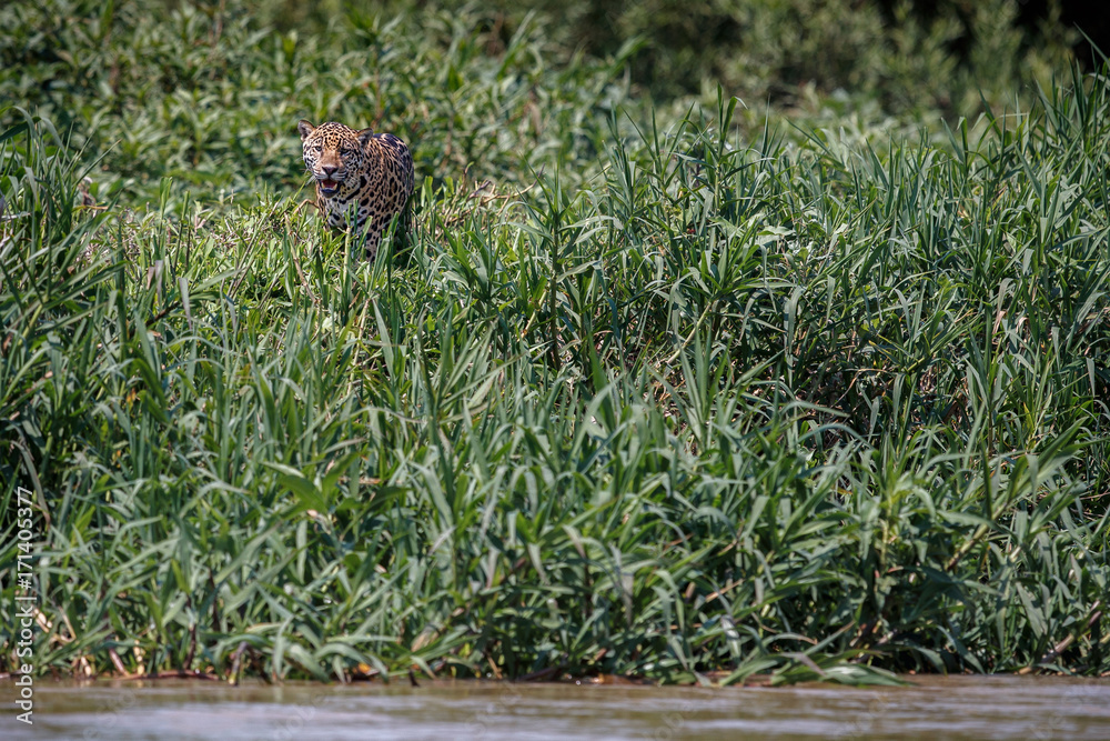 Fototapeta premium American jaguar female in the shade of a brazilian jungle, panthera onca, wild brasil, brasilian wildlife, pantanal, green jungle, big cats