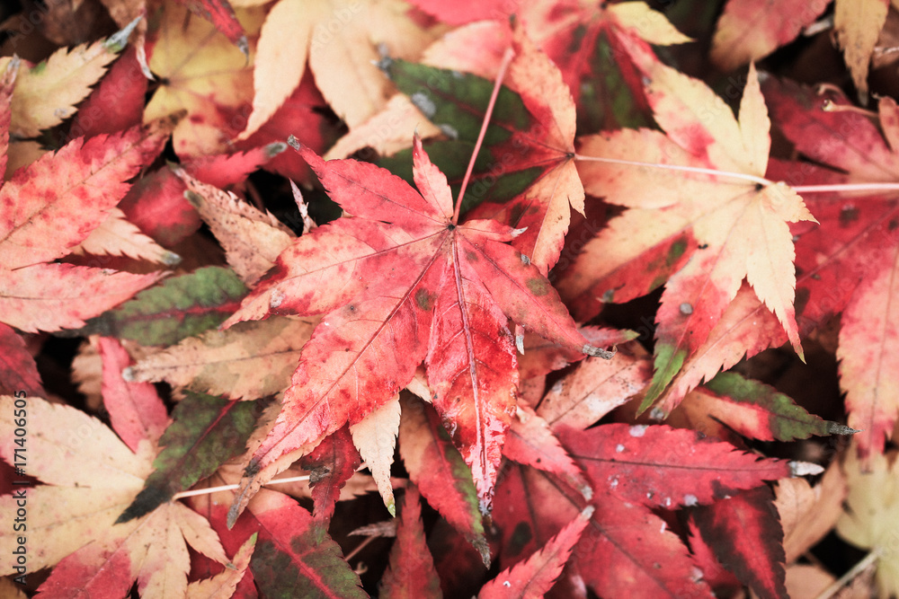 Selective focus on colorful maple leaf with grain texture style for autumn background composition