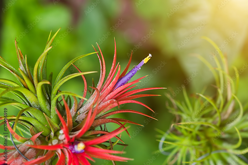 Tillandsia air plant in the nature. Tillandsia air plant in the nature.