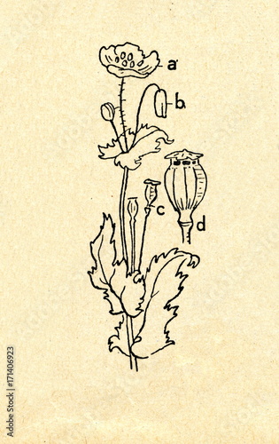 Photos Opium poppy (Papaver somniferum)