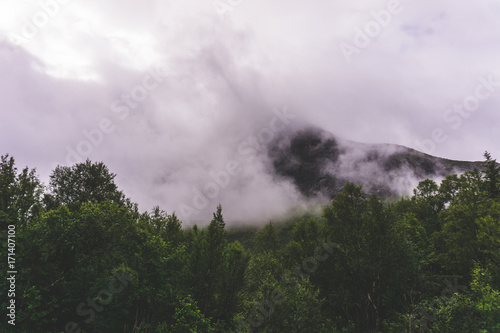 Forested mountain slope in low lying cloud with the evergreen conifers shrouded in mist in a scenic landscape view. By Letowa.