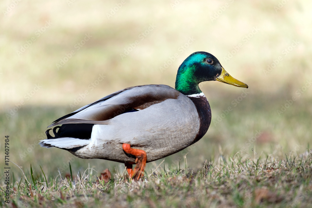 Drake running
Big Drake with an emerald head with drops of water on feathers steps along the shore of the pond.Side view from the right side view.