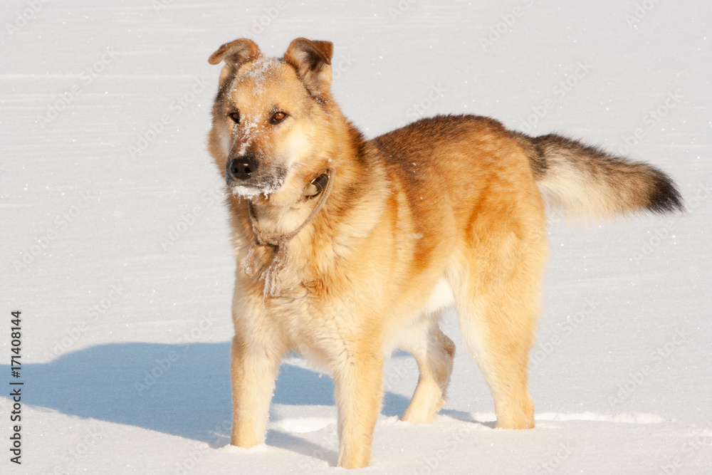 Faithful watchdog.
An adult watchdog with a collar stands with a pose of readiness in the snow. Faithful watchdog.
An adult watchdog with a collar stands with a pose of readiness in the snow.