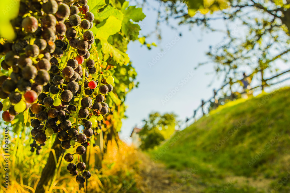 Naklejka premium Uva e vitigno