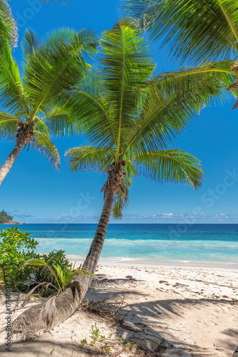 Palm trees on tropical beach. © lucky-photo