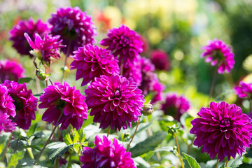 Keuken achterwand Dahlia Roze dahlia met delicate bloemblaadjes  © ottochka