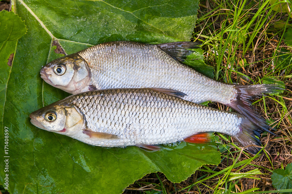 Freshwater common bream and European chub fish on natural background.. Freshwater common bream and European chub fish on natural background..