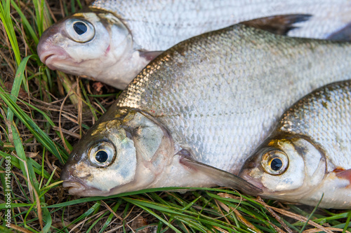 Freshwater common bream and white bream or silver bream fish on natural background.. photo