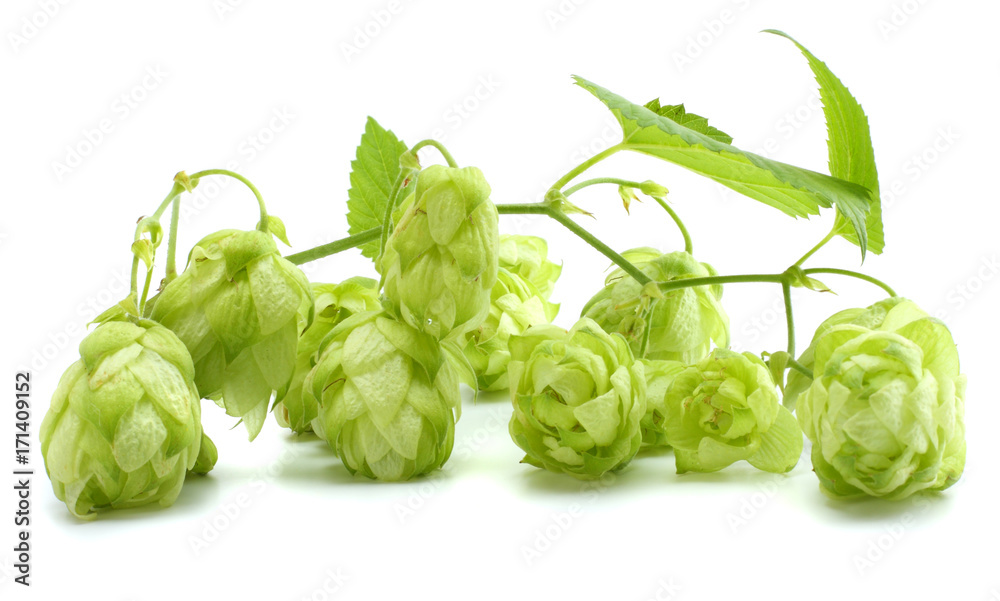 Beer brewing ingredients Hop cones isolated on white background. Beer brewery concept. Beer background Beer brewing ingredients Hop cones isolated on white background. Beer brewery concept. Beer background