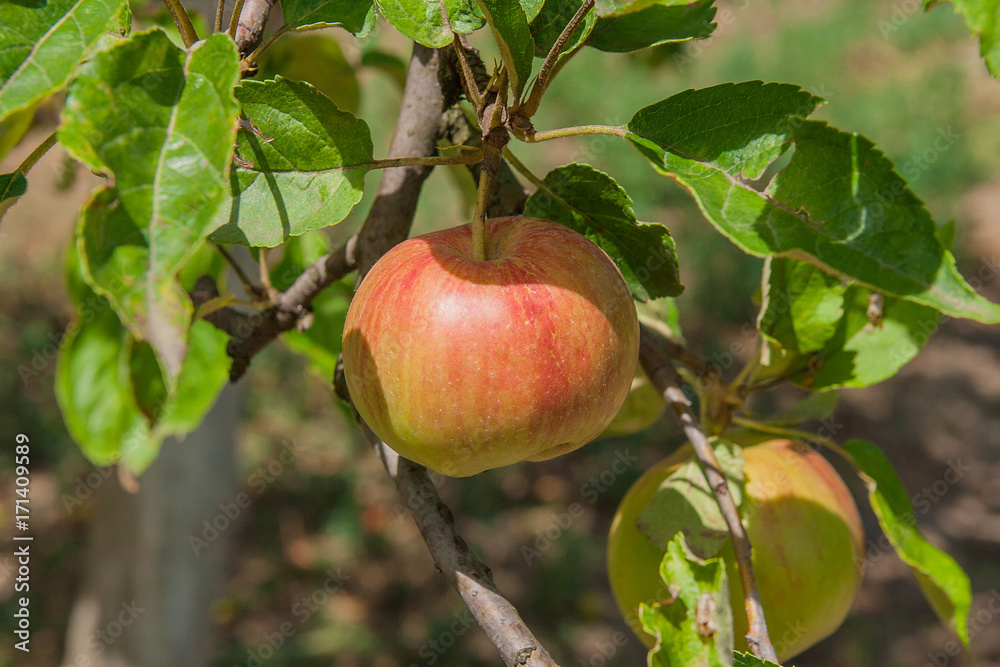 Shiny delicious apples hanging from a tree branch in an apple orchard.