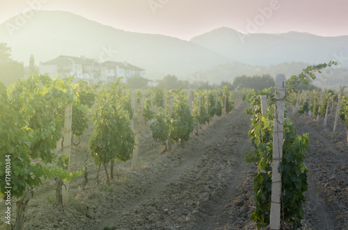 view to vineyard field in Krimea