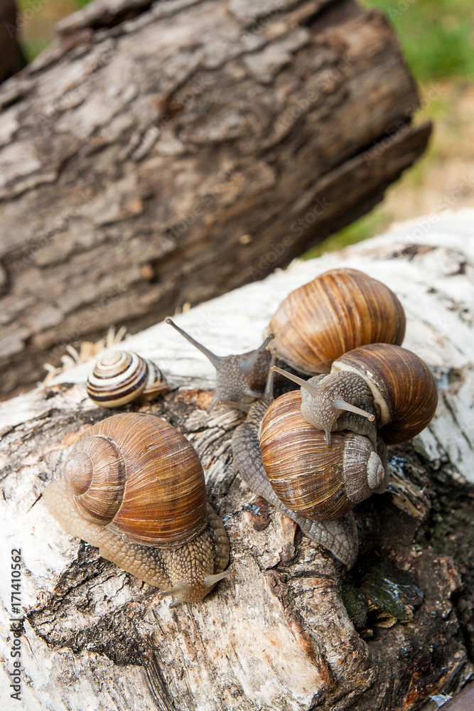 Group of big Burgundy snails (Helix, Roman snail, edible snail, escargot) crawling on the trunk of old birch tree. . Group of big Burgundy snails (Helix, Roman snail, edible snail, escargot) crawling on the trunk of old birch tree. .