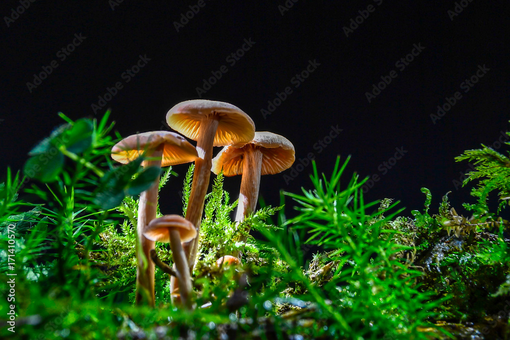 Fototapeta premium fungi