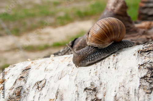 Burgundy snail (Helix, Roman snail, edible snail, escargot) crawling on the trunk of old birch tree. .