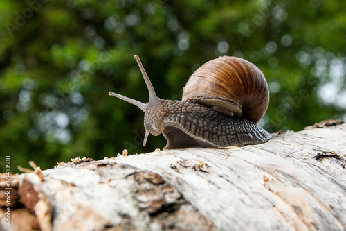 Burgundy snail (Helix, Roman snail, edible snail, escargot) crawling on the trunk of old birch tree. .