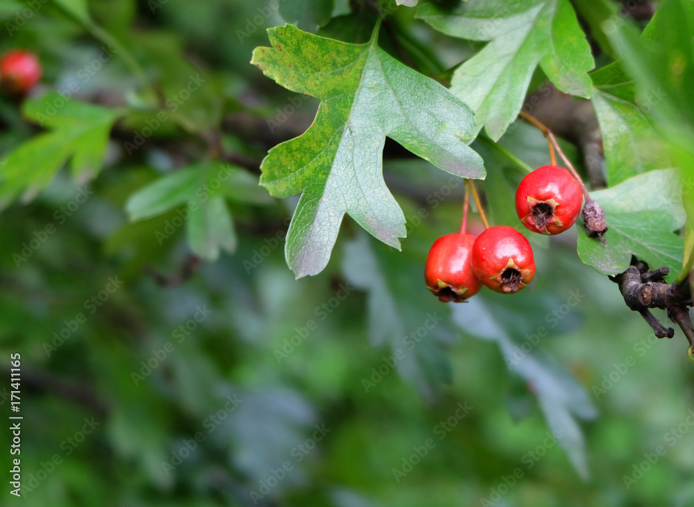 Ripe berries of hawthorn in green foliage in autumn. Ripe berries of hawthorn in green foliage in autumn.