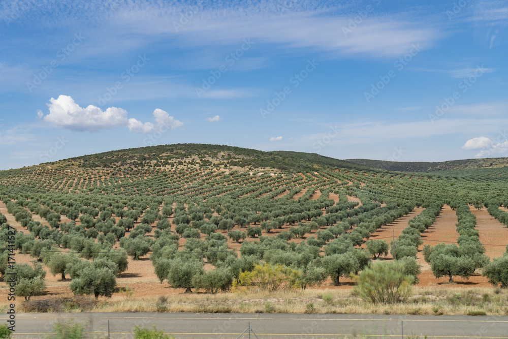 Olive field, Spain