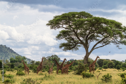 Palisade of necks. Very big herd of giraffes. Tarangire, Tanzania